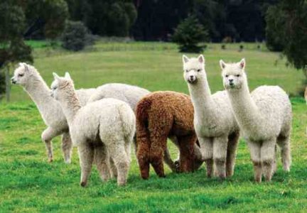 what-are-alpacas-good-for